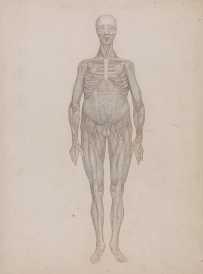 Esposizione anatomica comparativa della struttura del corpo umano con quella di una tigre e di un co... da George Stubbs